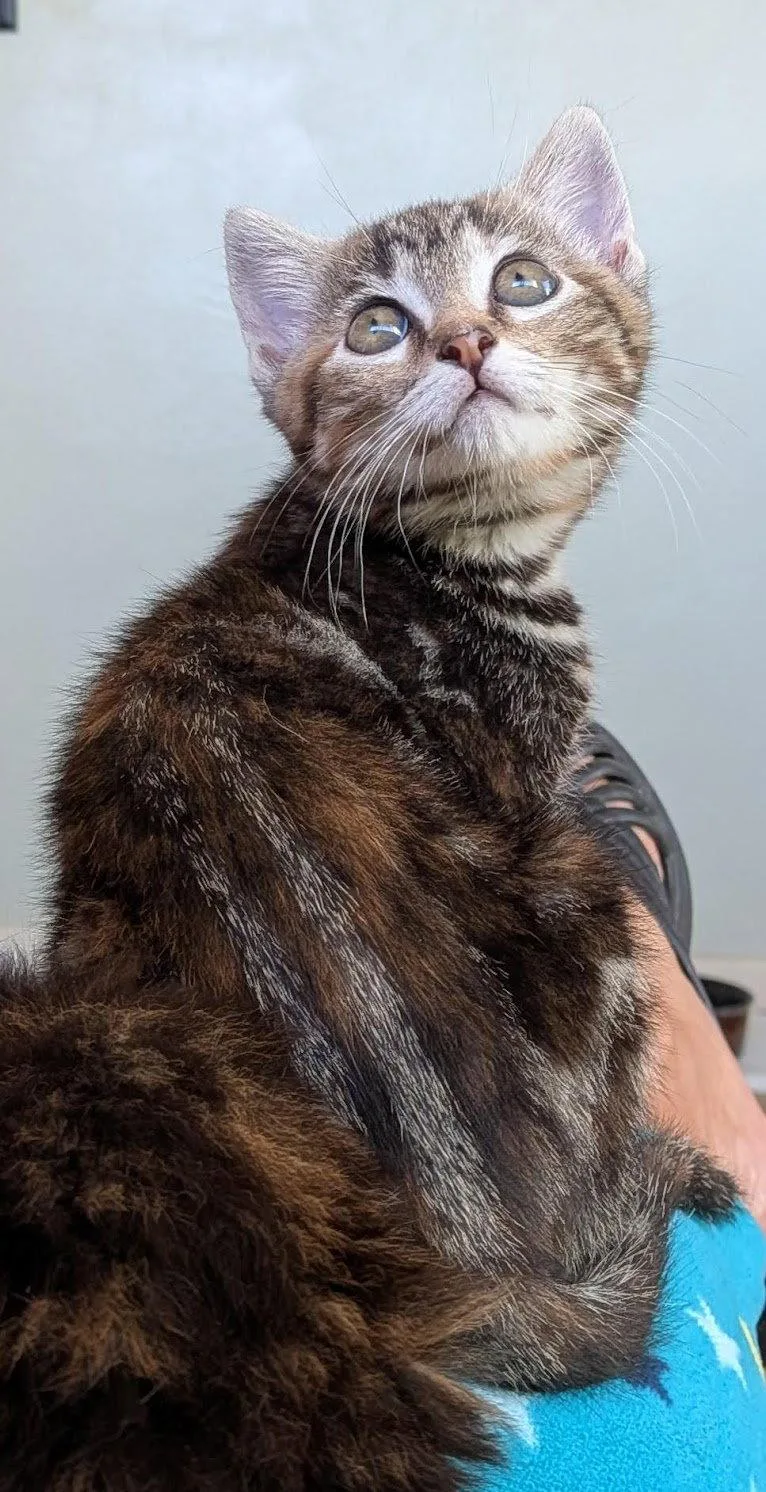 A baby medium-sized female Tabby (Orange / Red) Tabby cat named Ellie & Smores  for adoption in San Luis Obispo, CA