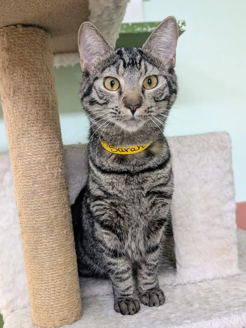A young medium-sized female Domestic Short Hair cat named Sarah for adoption in Newburgh, IN