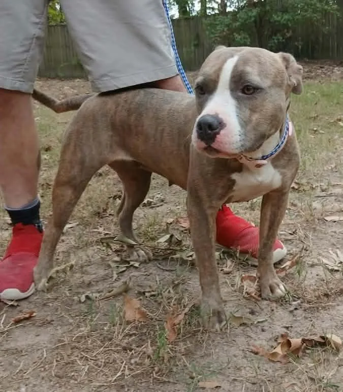 An adult medium-sized female Brindle American Staffordshire Terrier dog named Sunny for adoption in bauxite, AR