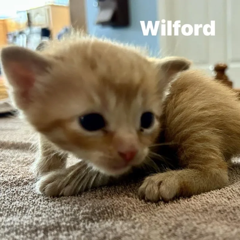 A baby small-sized male Orange / Red Domestic Short Hair cat named Wilford for adoption in Corydon, IN