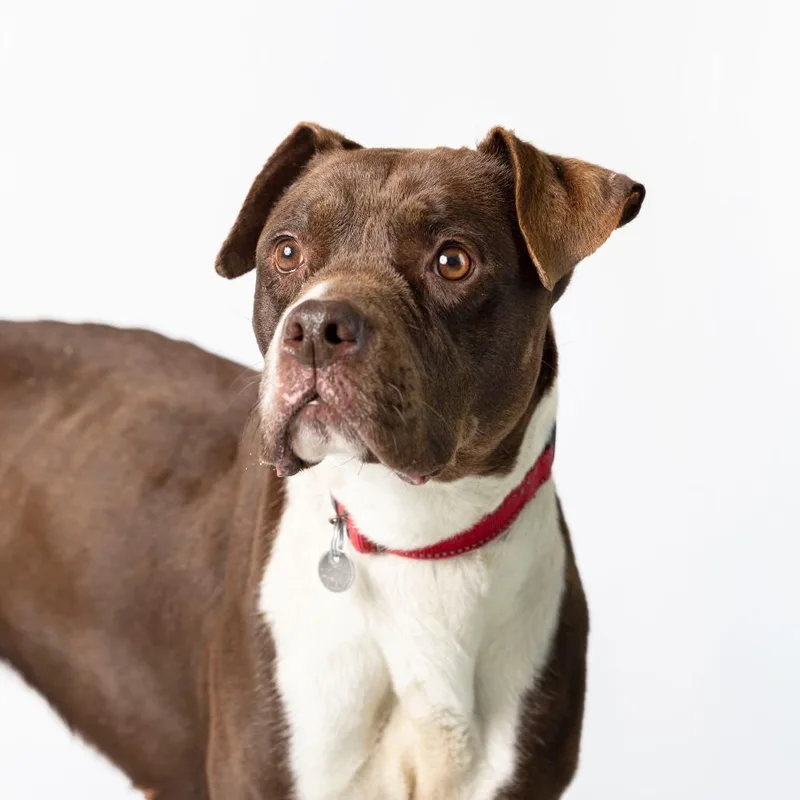 An adult medium-sized female Brown / Chocolate Mixed Breed dog named Lucy for adoption in Dearborn, MI