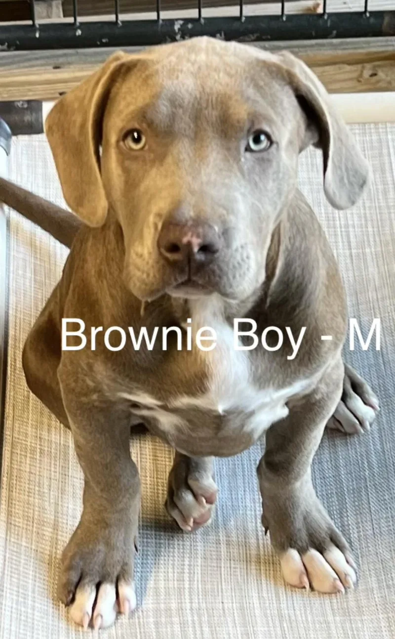 A baby large-sized male Gray / Blue / Silver Weimaraner dog named Brownie Boy for adoption in Parma, OH
