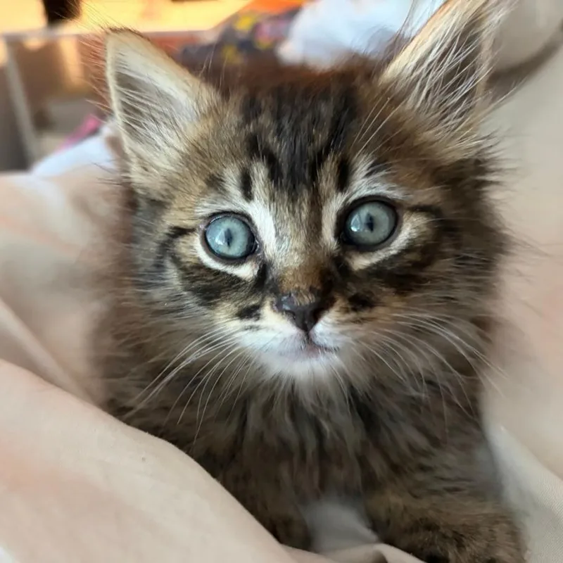 A baby small-sized male Brown / Chocolate Domestic Medium Hair cat named Jumbo Chenille Pipe Cleaner for adoption in Westminster, CA
