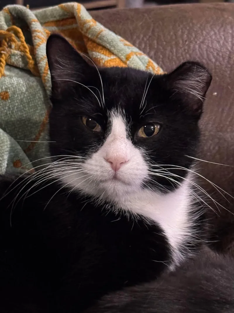 An adult medium-sized female Black & White / Tuxedo Domestic Short Hair cat named Pumpkin for adoption in Sioux Falls, SD