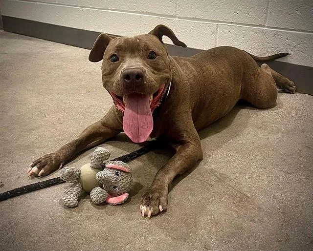 Nala