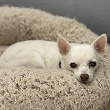A senior small-sized male White / Cream Chihuahua dog named Nacho for adoption in Tinley Park, IL