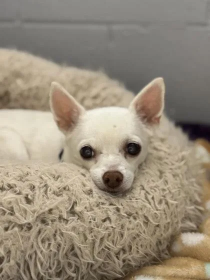 Nacho thumbnail 3
