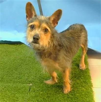An adult small-sized male Chihuahua dog named Kash for adoption in Gardena, CA