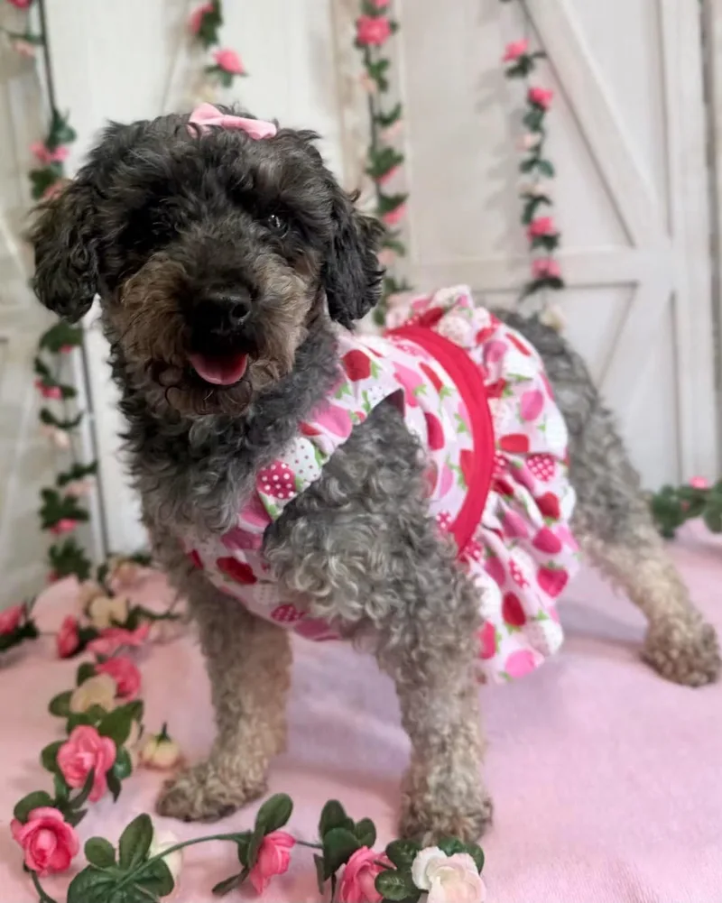 An adult small-sized female Miniature Poodle dog named Licorice for adoption in New Stanton, PA