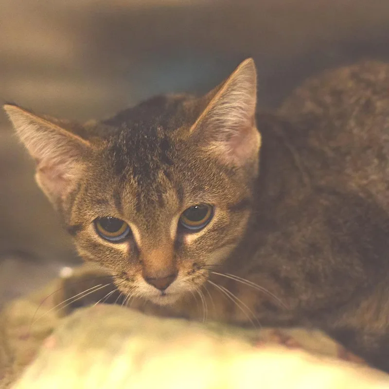 A baby small-sized female Brown / Chocolate Domestic Short Hair cat named Quinn Fabray  Petsmart for adoption in Belleville, IL