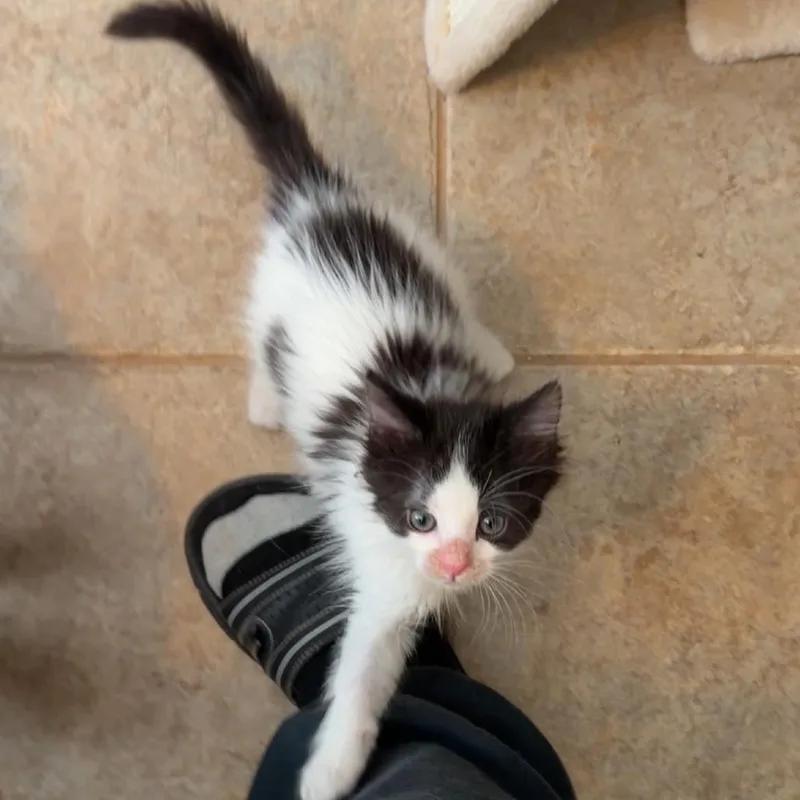 A baby small-sized male Black Domestic Medium Hair cat named Lenny for adoption in Las Vegas, NV