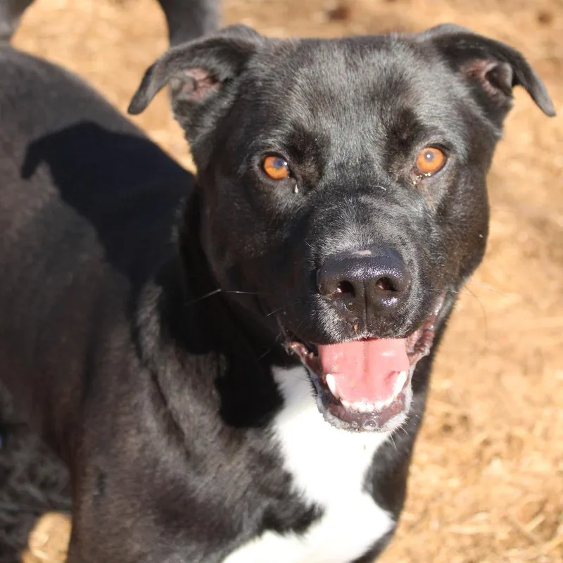 An adult medium-sized male Black Mixed Breed dog named Smoochie The Kisser for adoption in Valley, AL