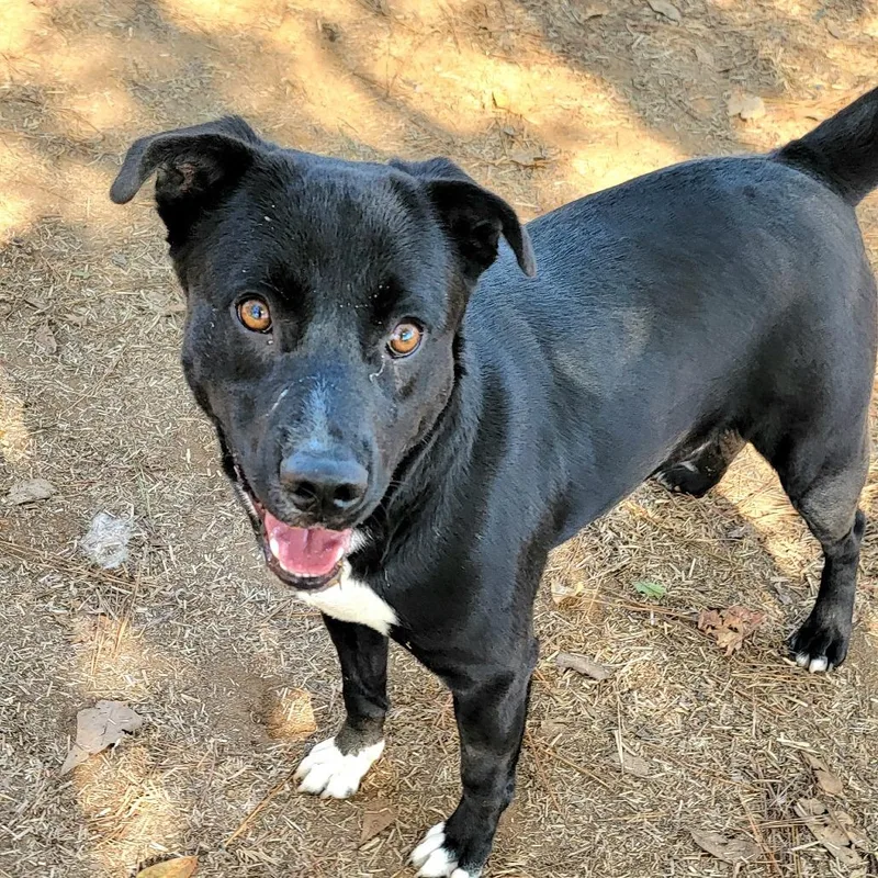 Smoochie The Kisser thumbnail 4