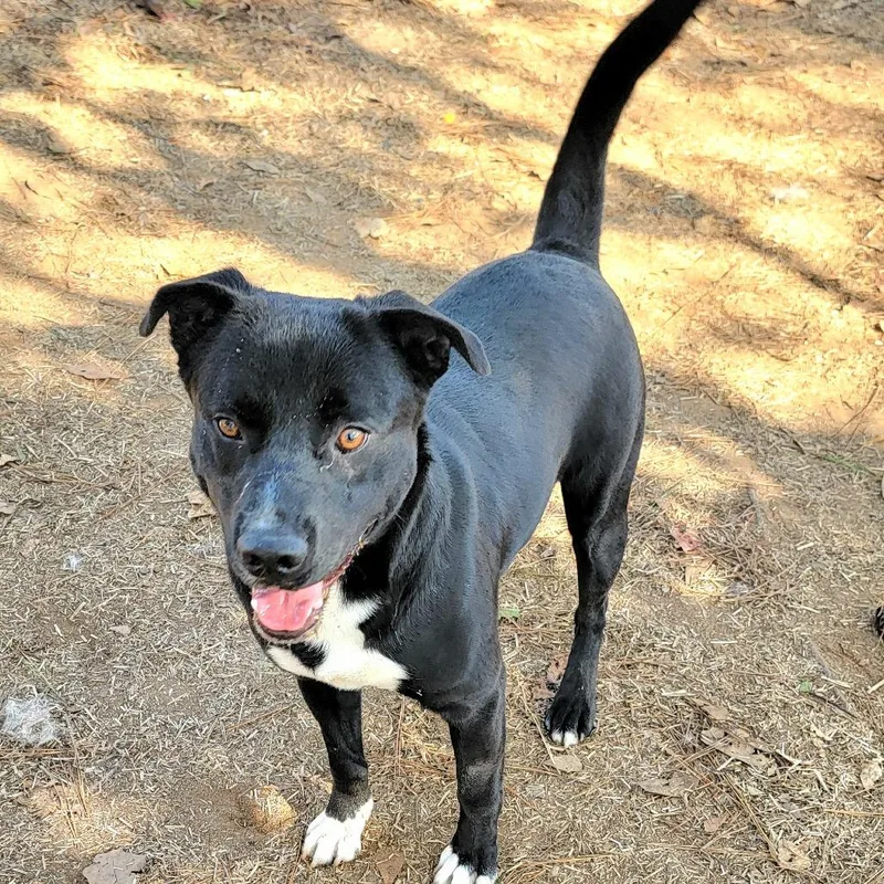 Smoochie The Kisser thumbnail 5