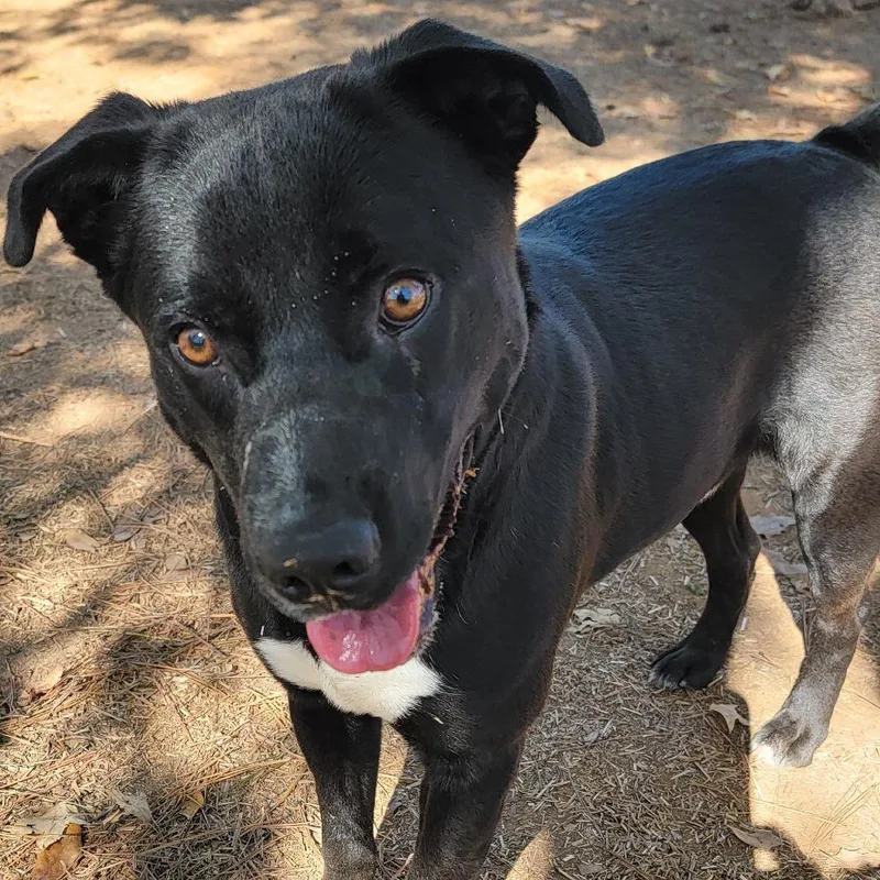 Smoochie The Kisser thumbnail 6