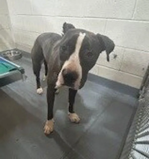 An adult medium-sized female Pit Bull Terrier dog named A Suki for adoption in Dallas, GA