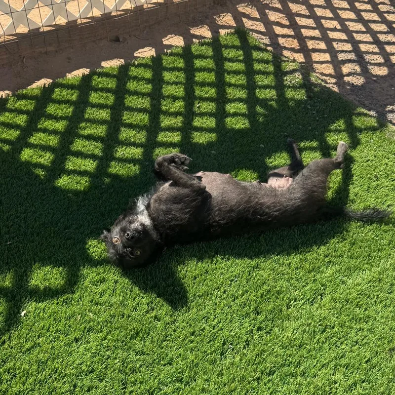An adult small-sized female Black Terrier dog named Mal for adoption in Phoenix, AZ
