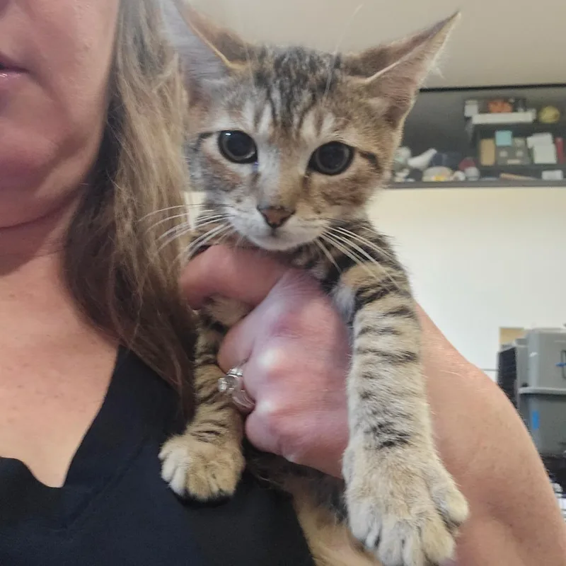 A baby small-sized male Brown / Chocolate Domestic Short Hair cat named Jimmy for adoption in Spokane, WA
