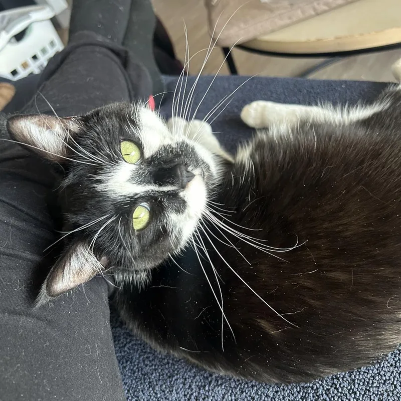 An adult small-sized female Black American Shorthair cat named Yumi  Home to for adoption in South Elgin, IL