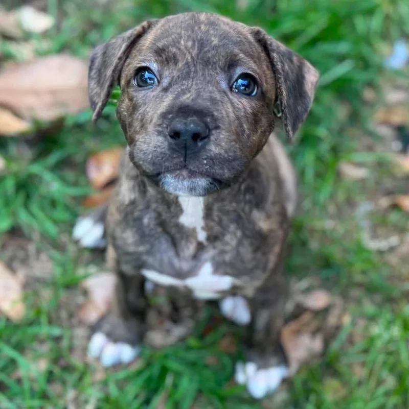 Milo