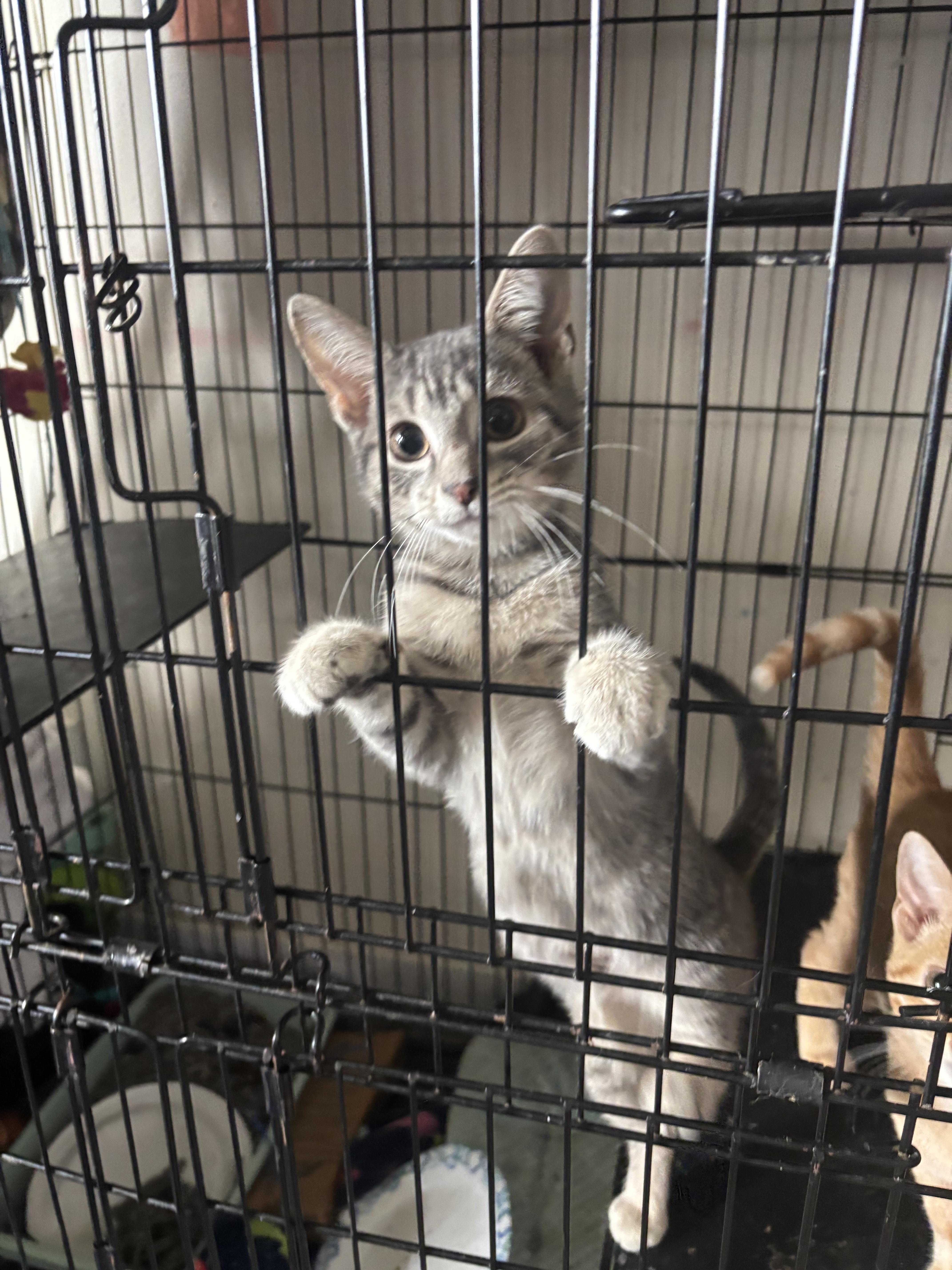 A baby small-sized male Gray / Blue / Silver Domestic Short Hair cat named Eeyore for adoption in Camp Hill, PA