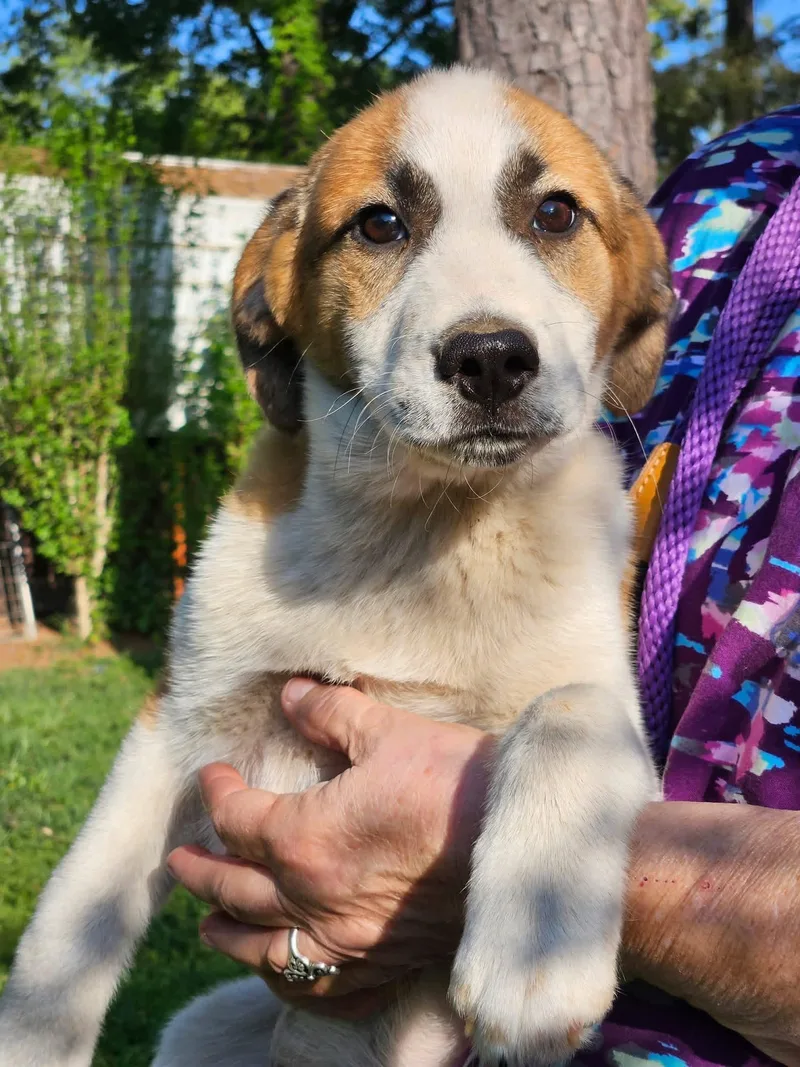 A baby medium-sized male Shepherd dog named Doakes Dee for adoption in Wakefield, RI