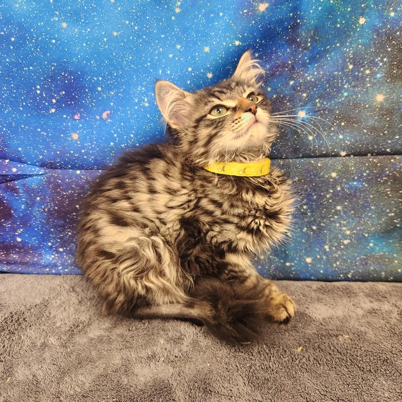A baby medium-sized female Tabby (Brown / Chocolate) Domestic Long Hair cat named Lynx for adoption in Hagerstown, MD