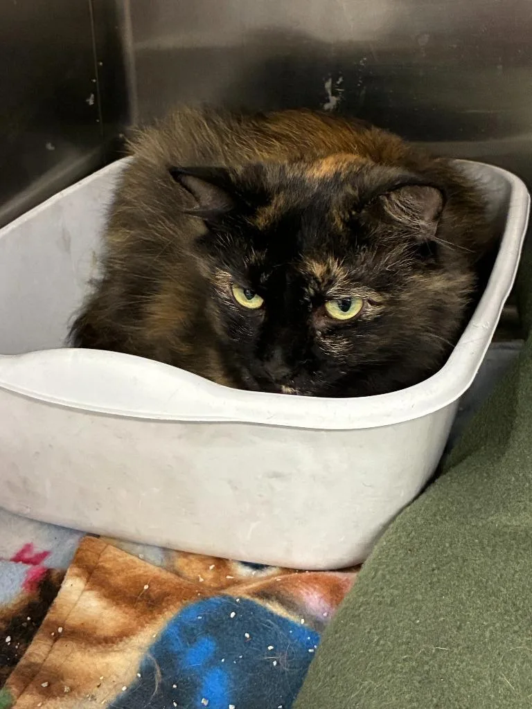 An adult medium-sized female Domestic Long Hair cat named Cinnamon for adoption in Portland, IN