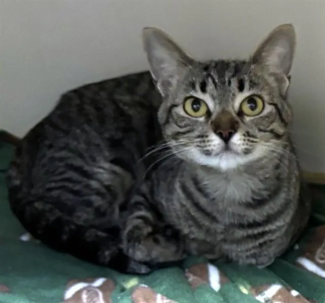 A young medium-sized female Domestic Short Hair cat named Emmy for adoption in Boston, MA