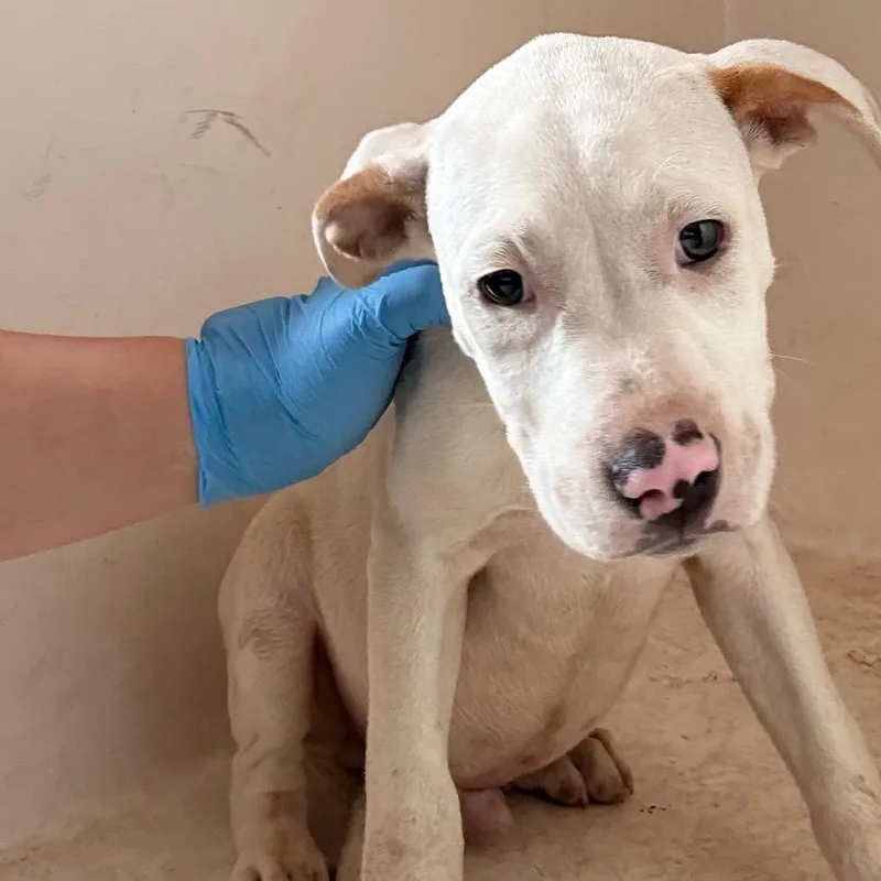 A baby small-sized male White / Cream Pit Bull Terrier dog named Ernie for adoption in Birmingham, AL