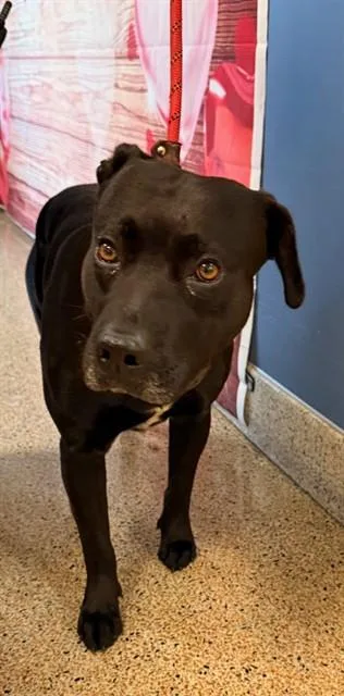 A young large-sized male Labrador Retriever dog named Arnold for adoption in Miami, FL
