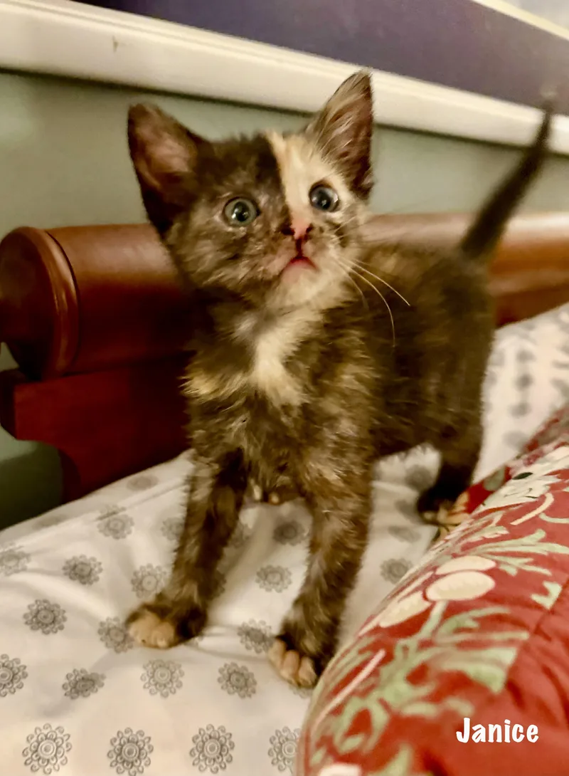 A baby small-sized female Tortoiseshell Domestic Short Hair cat named Janus for adoption in East Hartford , CT