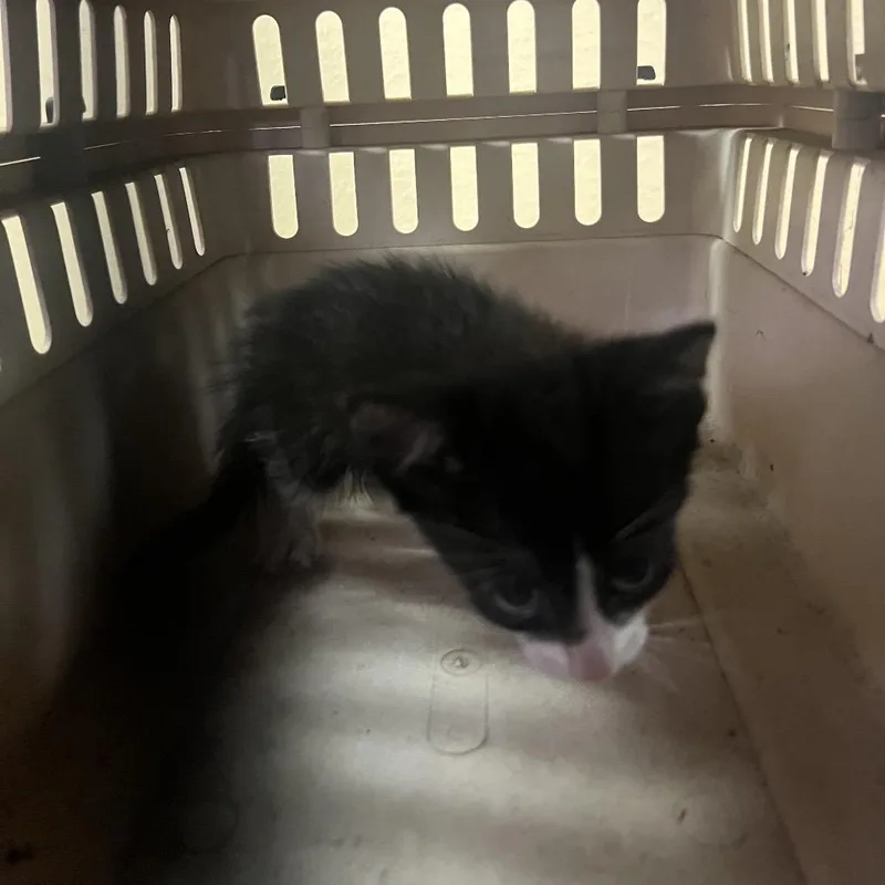A baby small-sized female Black Domestic Short Hair cat named Fonzie for adoption in Lake Jackson, TX