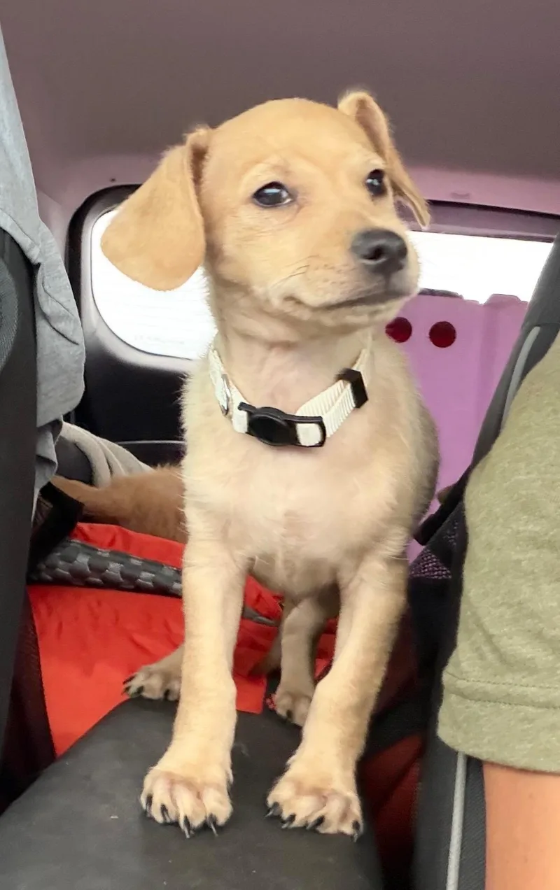A baby small-sized male Dachshund dog named Clint for adoption in Gilbert, AZ