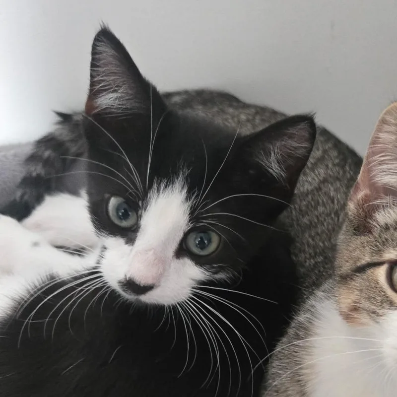 A baby small-sized male Black Domestic Short Hair cat named Diamond bonded to Quartz for adoption in Middle Village, NY