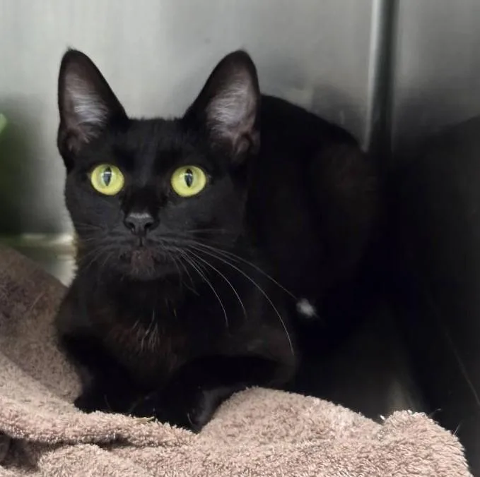 An adult medium-sized female Black Domestic Short Hair cat named J.c. for adoption in Yorkville, IL