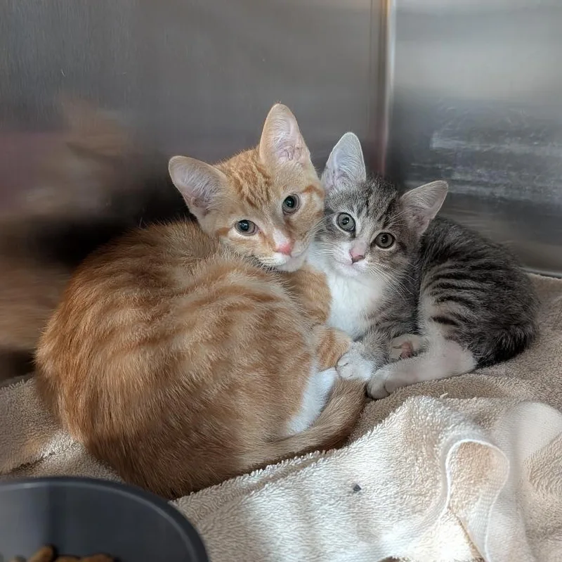 A baby medium-sized male Tabby (Gray / Blue / Silver) Domestic Short Hair cat named Lucas for adoption in Reisterstown, MD