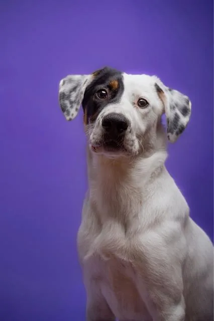 A young medium-sized male Mixed Breed dog named Pongo for adoption in Charlotte, NC