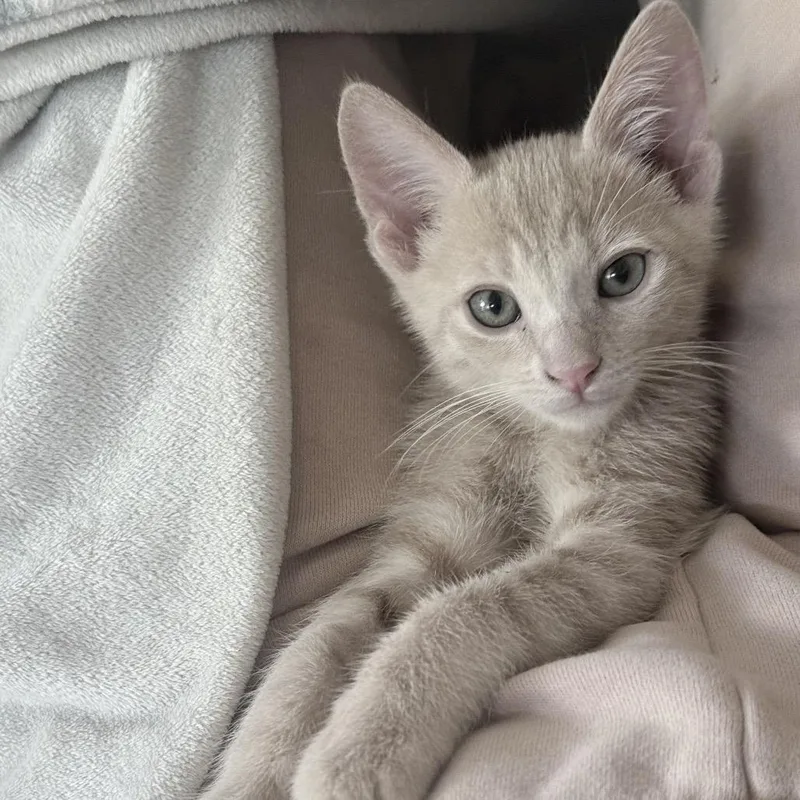 A baby small-sized male Buff / Tan / Fawn Domestic Short Hair cat named Rusty for adoption in Tustin, CA