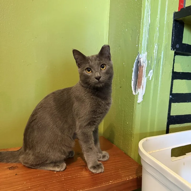 A baby small-sized male Gray / Blue / Silver Domestic Short Hair cat named Grave for adoption in Los Angeles, CA