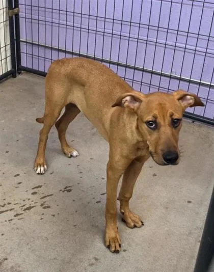 A young large-sized female Brown / Chocolate Mixed Breed dog named 61029477 for adoption in El Paso, TX