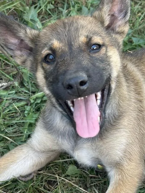 A young large-sized male German Shepherd Dog dog named Henry for adoption in Seattle, WA