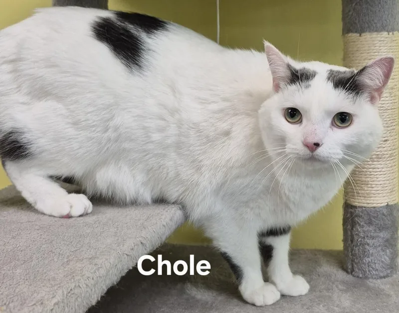A senior medium-sized female Domestic Short Hair cat named Chole for adoption in Kendallville, IN