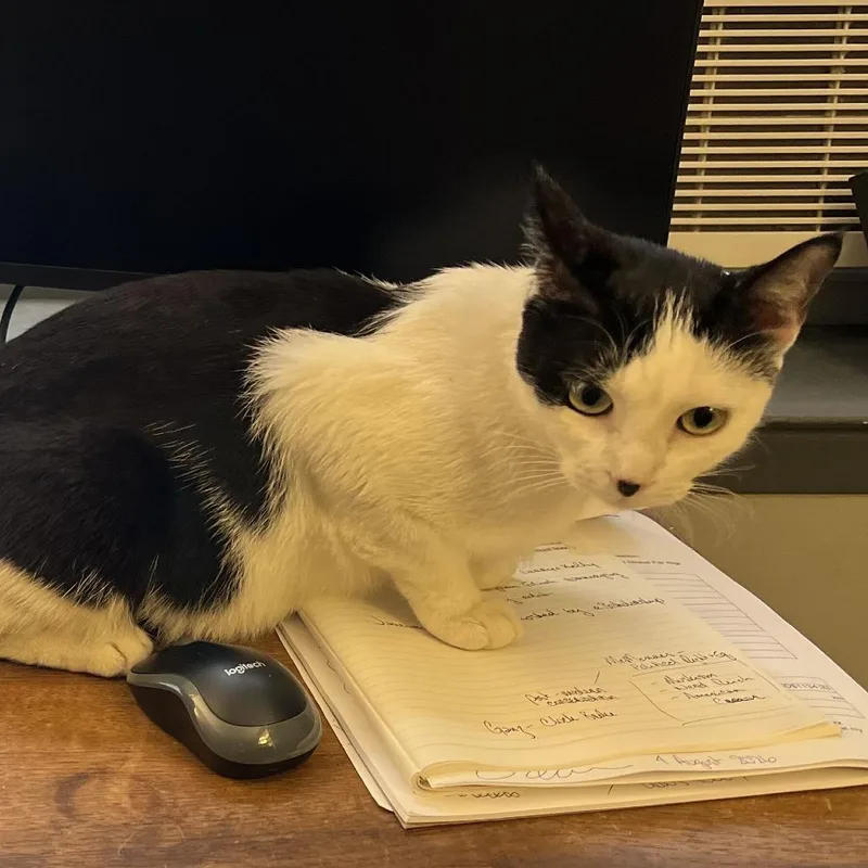 A young medium-sized female White Domestic Short Hair cat named Pandora for adoption in New York, NY