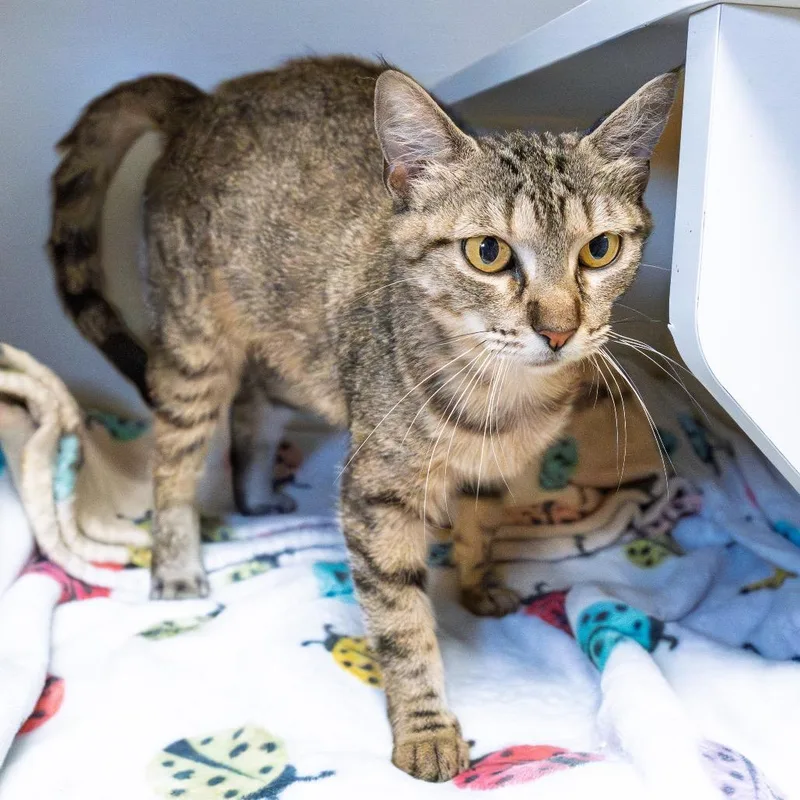 An adult medium-sized female Gray / Blue / Silver Domestic Short Hair cat named Caroline for adoption in South Elgin, IL