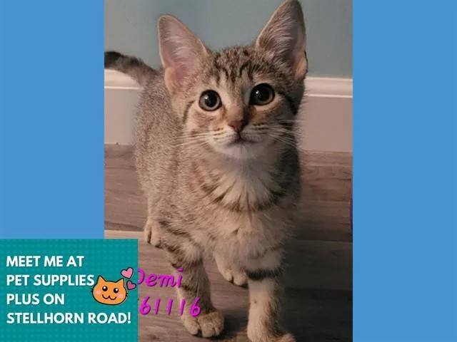 A baby small-sized female Domestic Short Hair cat named Demi for adoption in Fort Wayne, IN