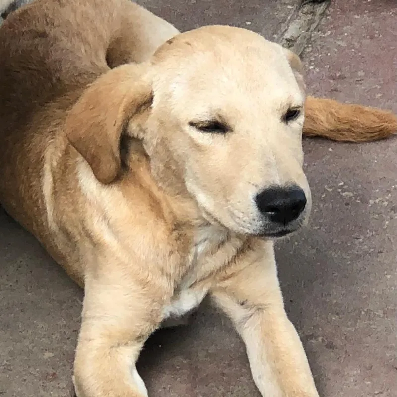 A young medium-sized male Yellow Labrador Retriever dog named Micah for adoption in New Orleans, LA