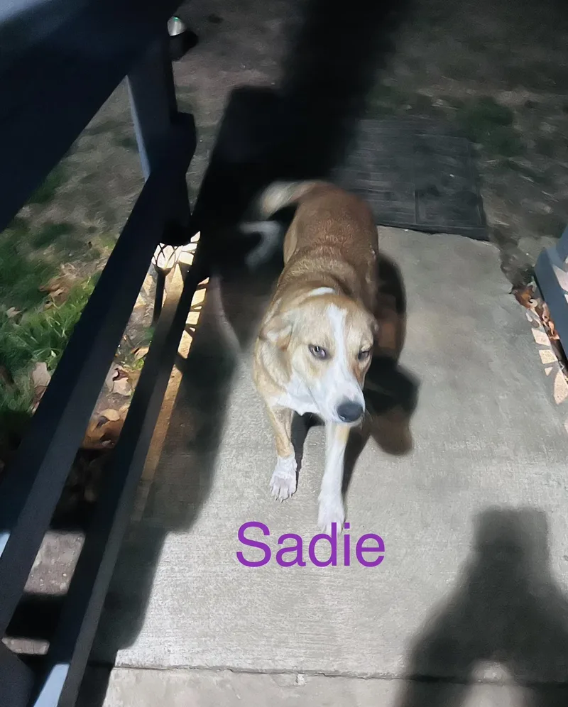 Sadie