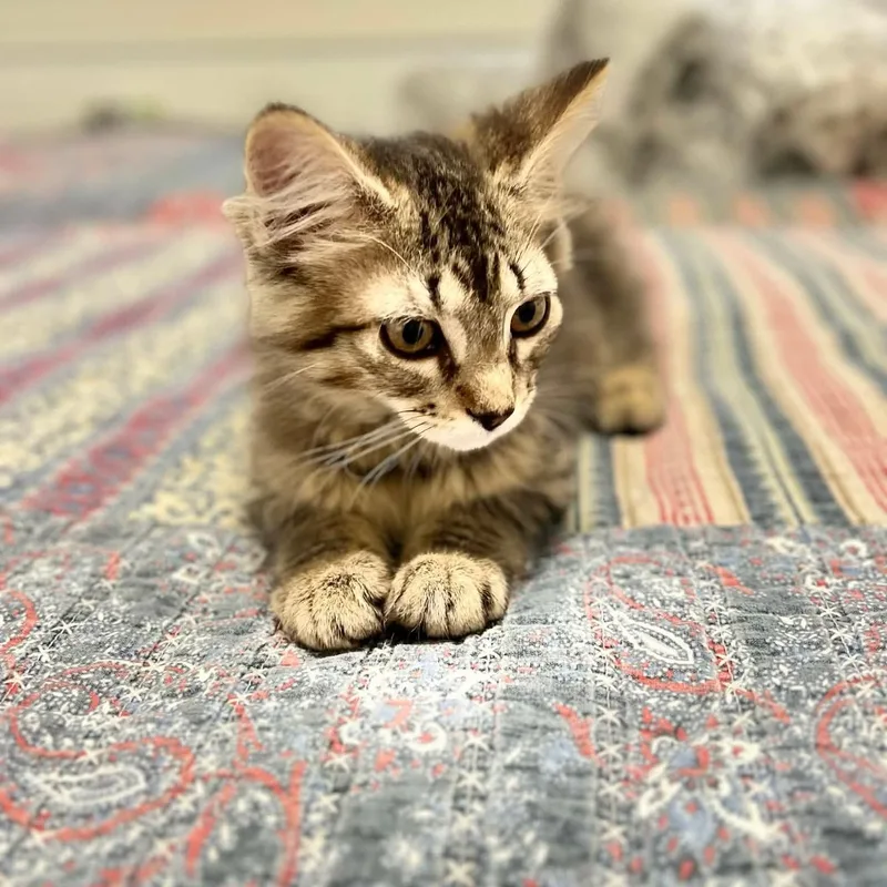 A baby small-sized female Tabby (Brown / Chocolate) Tabby cat named Bowsette for adoption in Gladstone, OR
