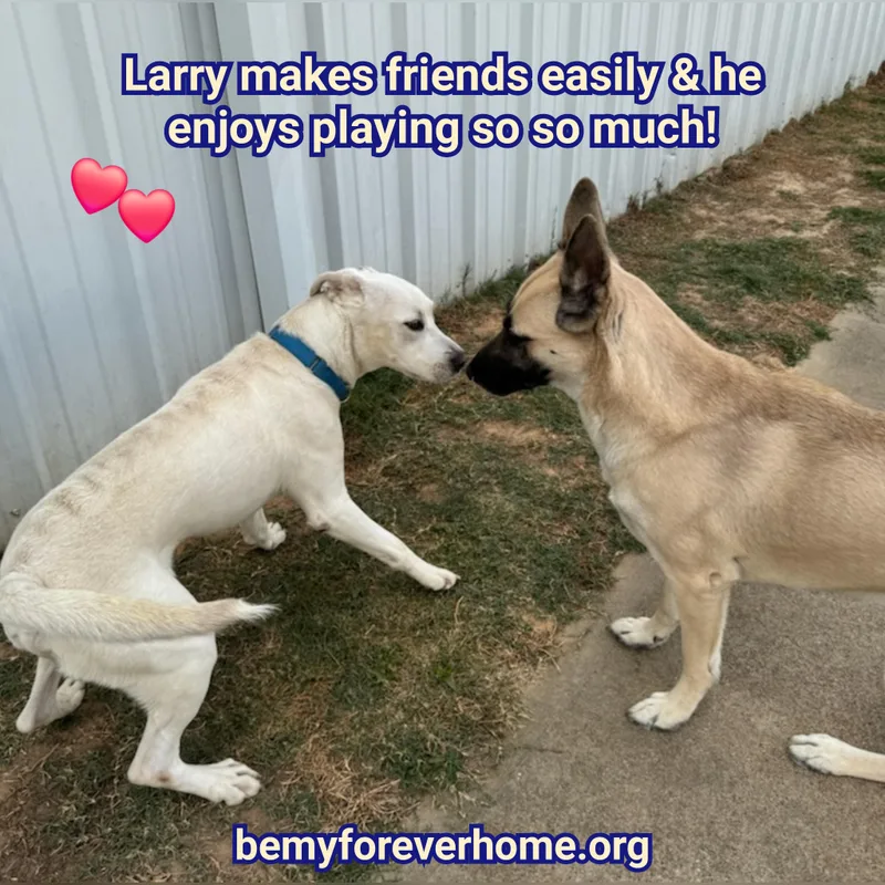 Larry thumbnail 6
